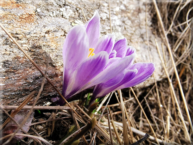 foto Poggio Frassati